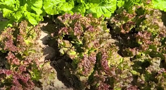 상추 재배방법 키우기 - 상추 물주기, 상추심는시기, 상추심는간격