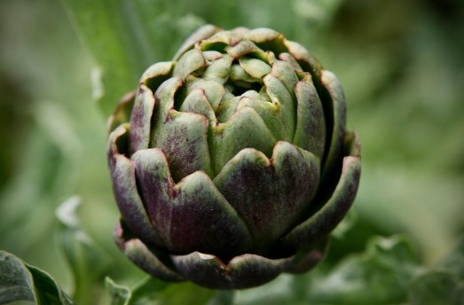 아티초크 효능, 맛, 먹는법(차, 앰플) 완벽 정리