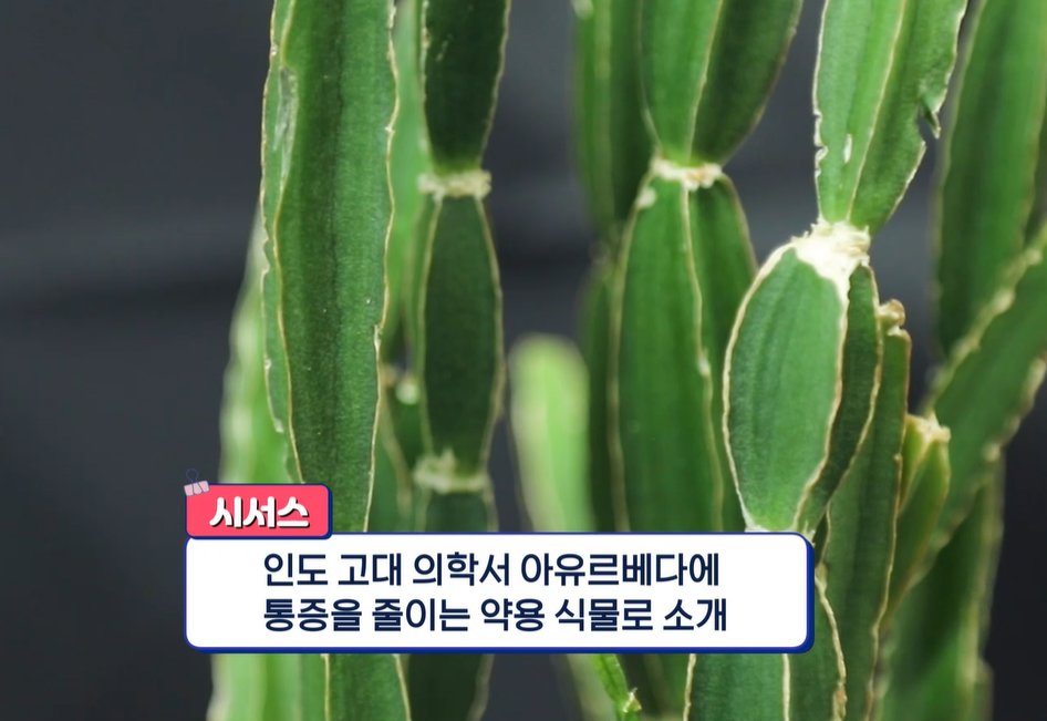 시서스