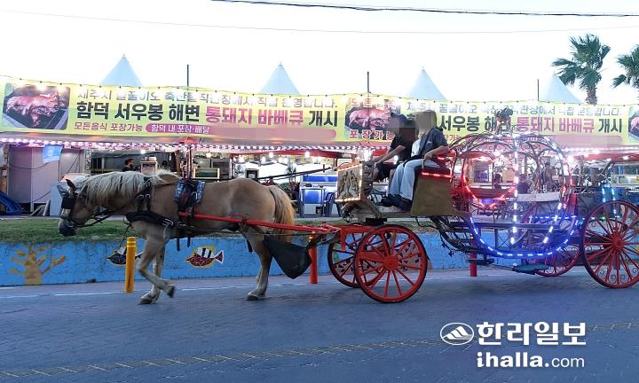 폭염 속 제주 꽃마차 말