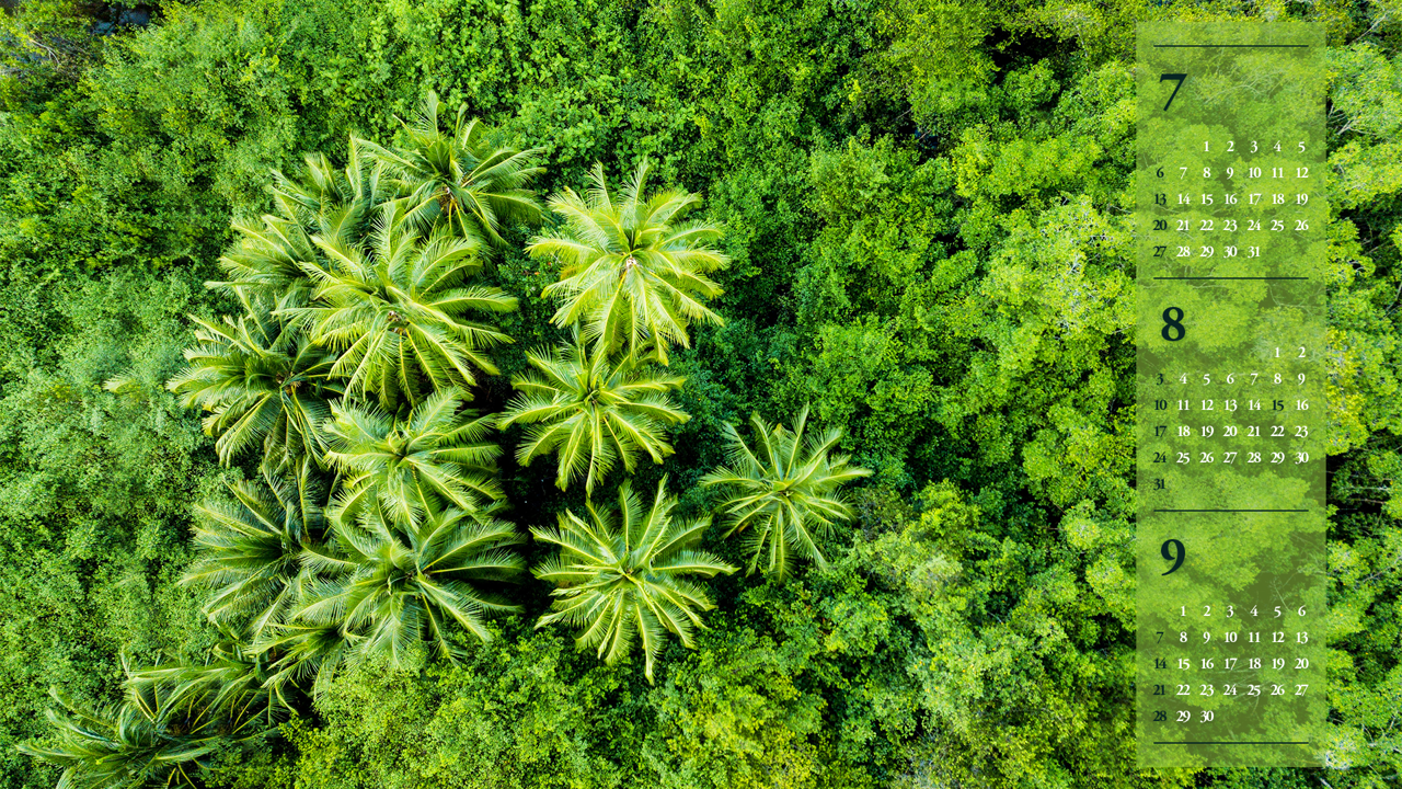 04 열대우림 항공뷰 B - 2025년8월 노트북배경화면