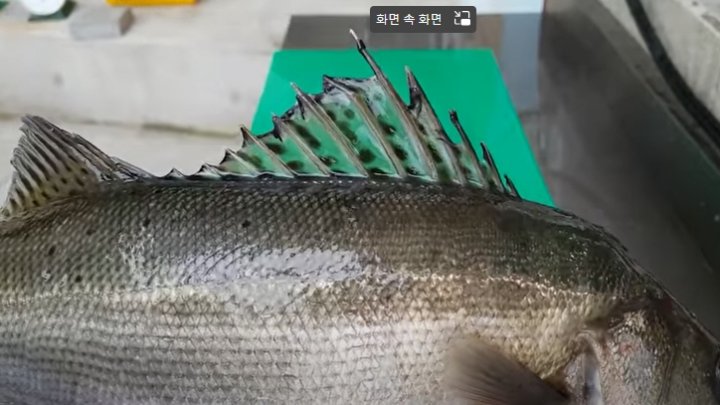 점농어