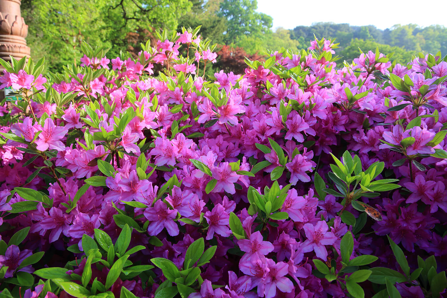 분당중앙공원 철쭉3