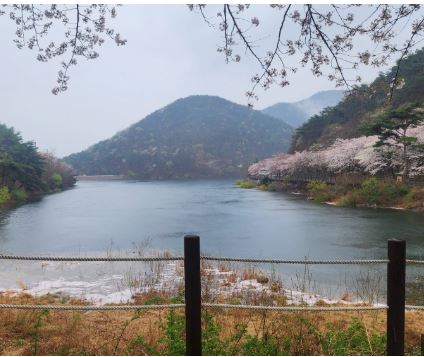 부안 벚꽃