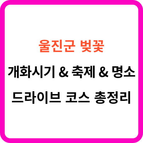 울진 벚꽃 개화시기, 명소, 드라이브 코스 총정리