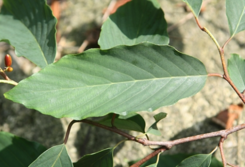 망개나무 잎 앞면