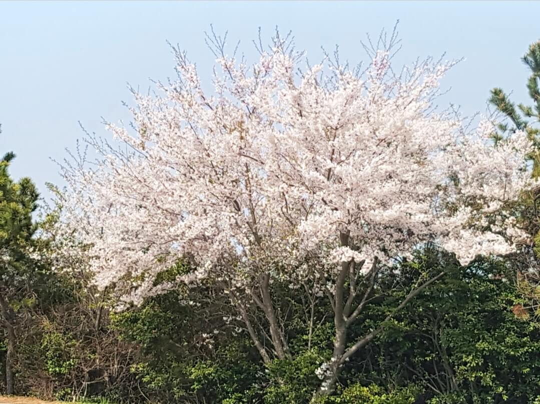 2026 벚꽃 개화 시기 총정리! 서울은 언제 만개할까?(+전국 예상일)