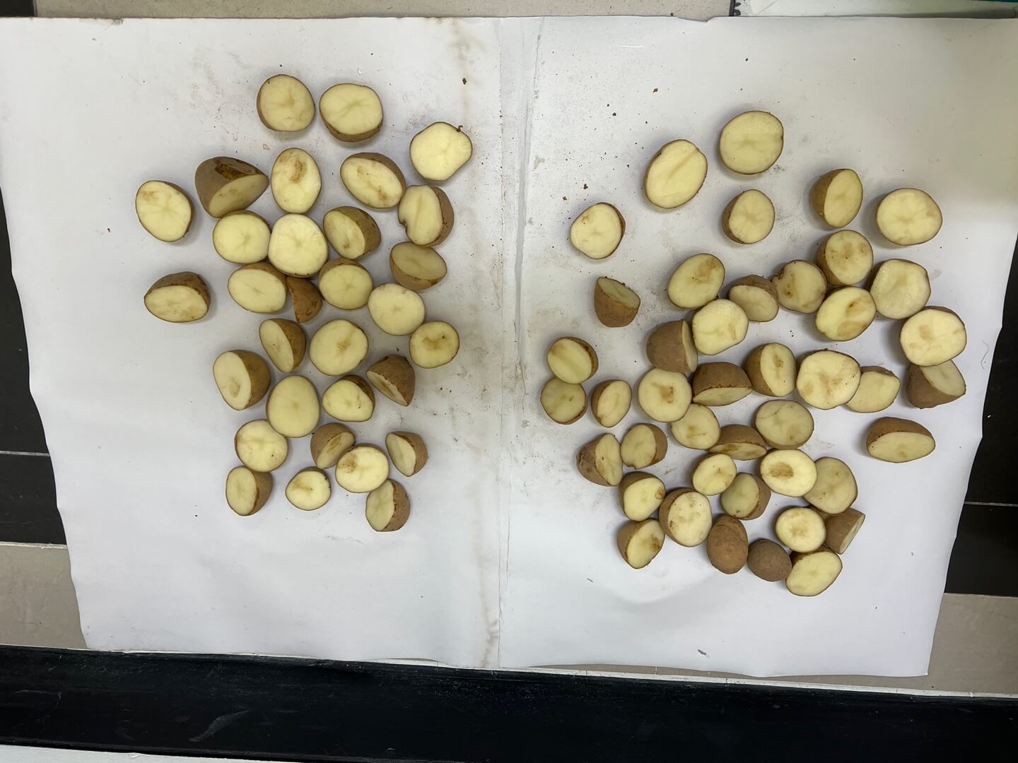 절단된 씨감자 보관