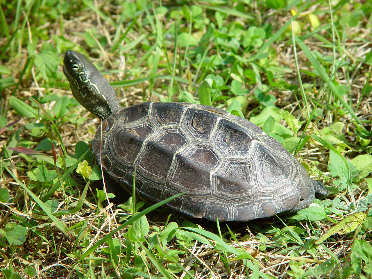 토종거북 천연기념물 남생이