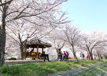2025 전국 벚꽃 개화 만개 시기 벚꽃 명소 