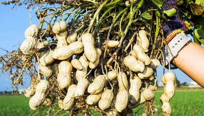 땅콩 재배 개화 후 흙 덮기 배수로 확보 칼슘 보충_4