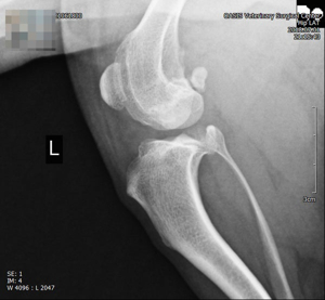 강아지 십자인대 파열: 원인, 증상, 진단, 치료