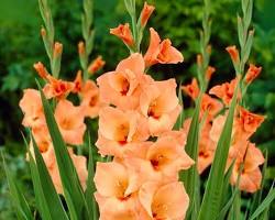 글라디올러스 이미지 사진 