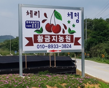 [6시 내고향] 고창 체리 택배주문 판매&amp;#44; 체리 수확체험 예약하기