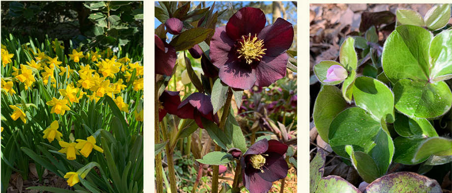 천리포 수목원 목련축제