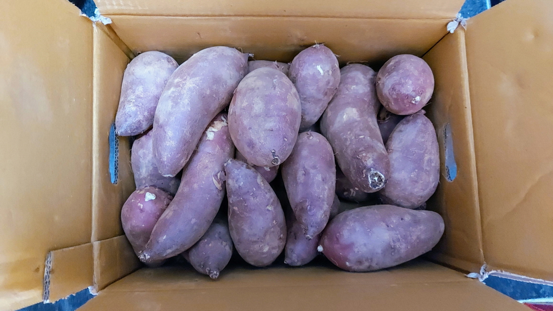 고구마 전자렌지로 찌는 법