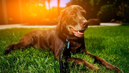 잔디에 엎드려 있는 체사피크 베이 리트리버.