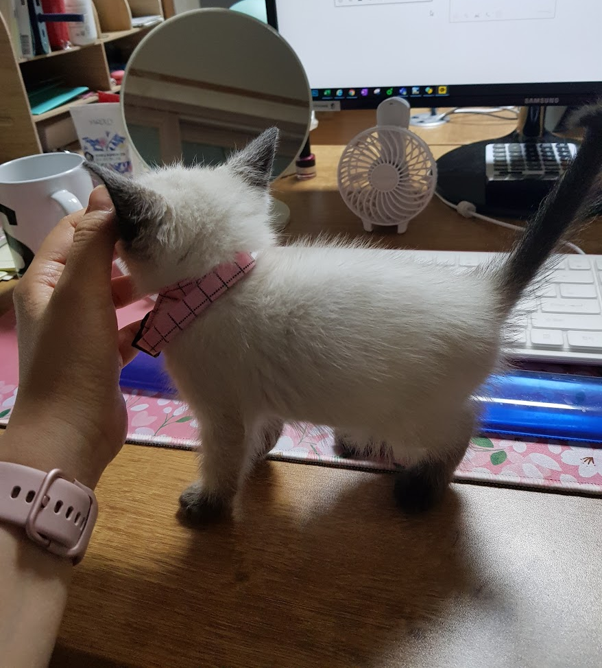 책상위의 새끼 샴고양이