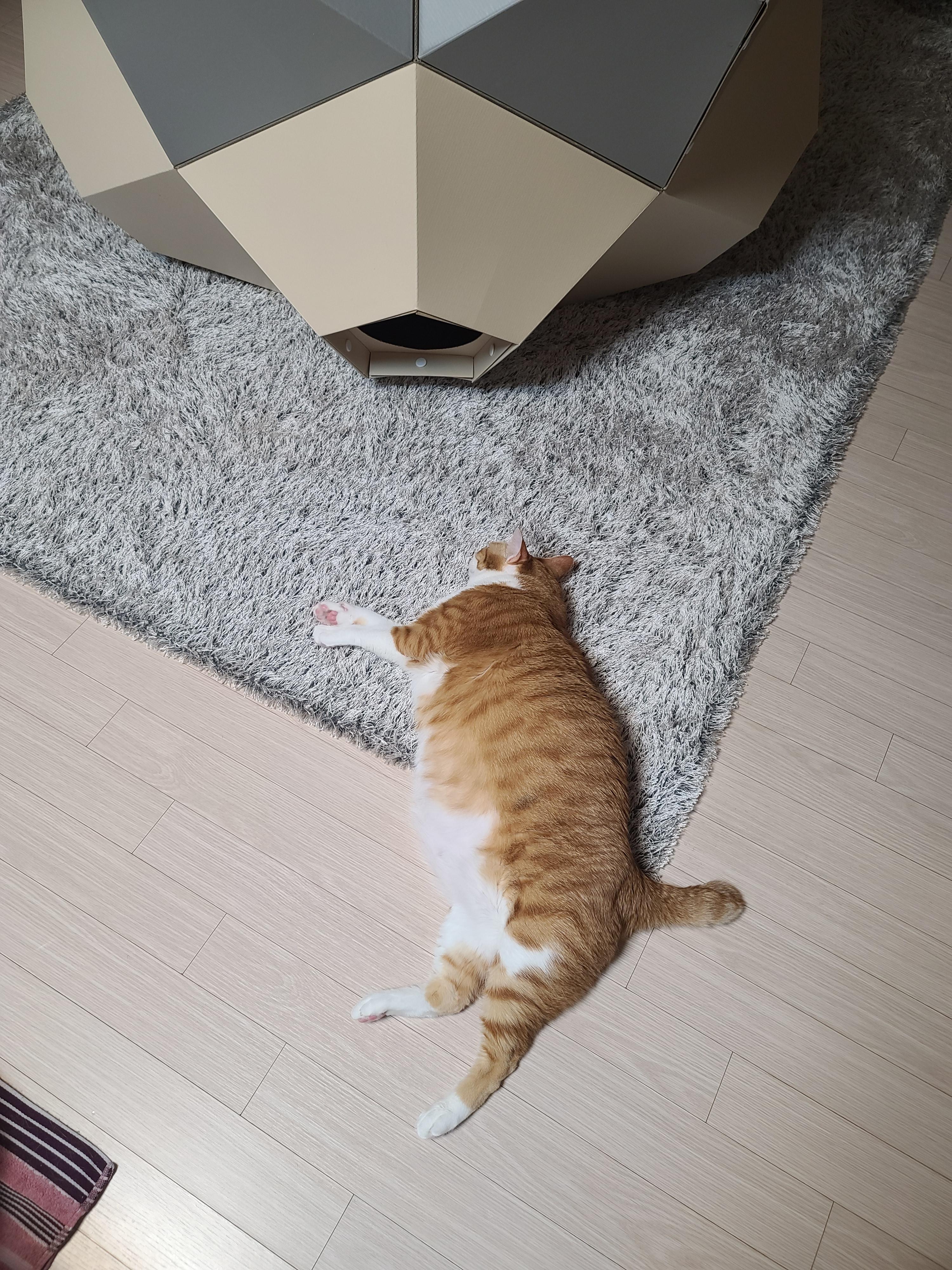 펜타곤 미로캣 리폼