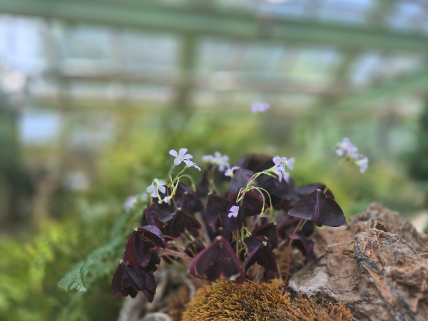 바위틈에서 자라는 자주색 잎의 사랑초와 작은 연보라색 꽃