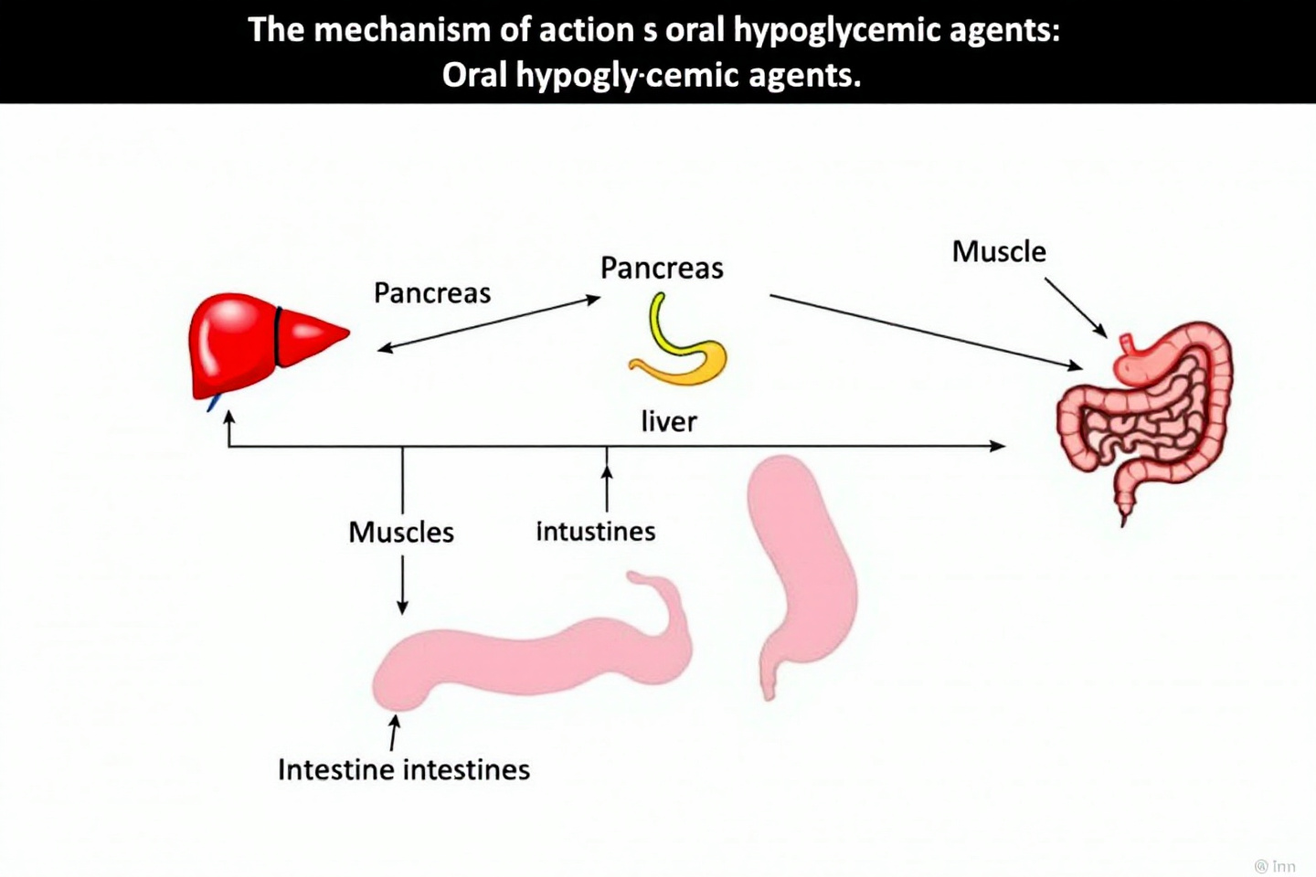 경구 혈당강하제의 작용 기전을 보여주는 다이어그램: 간, 췌장, 근육, 장에서 작용하는 기전을 나타낸 이미지"