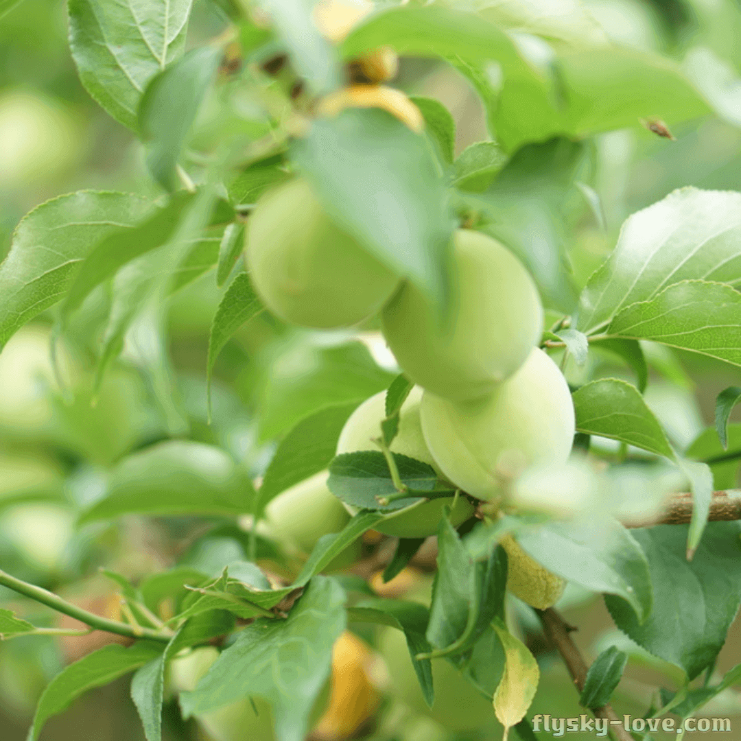 위장을 건강하게 해주는 매실