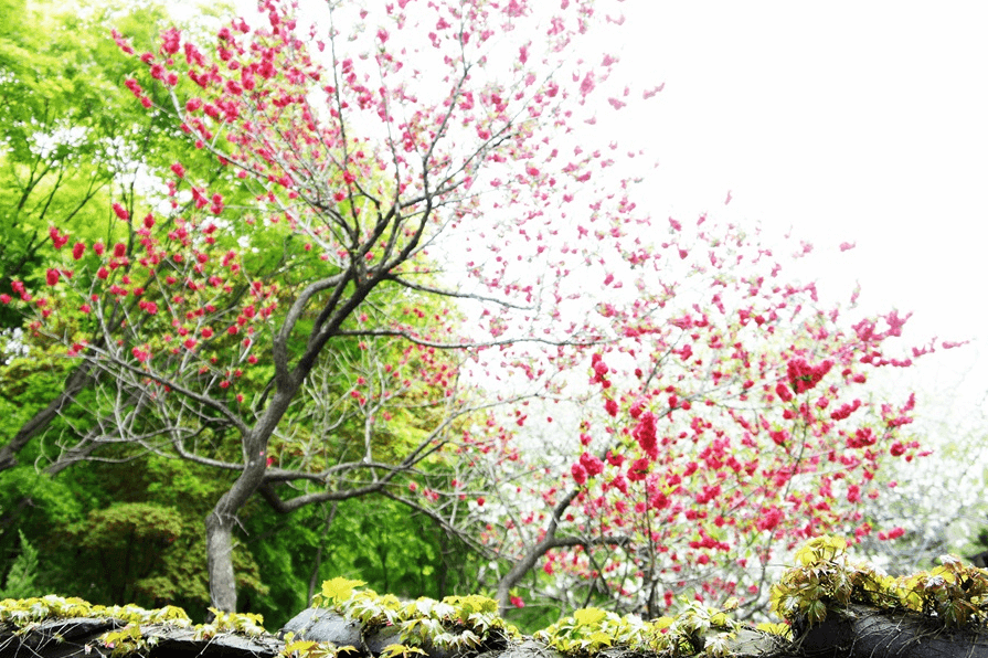 개심사 청벚꽃 개화시기