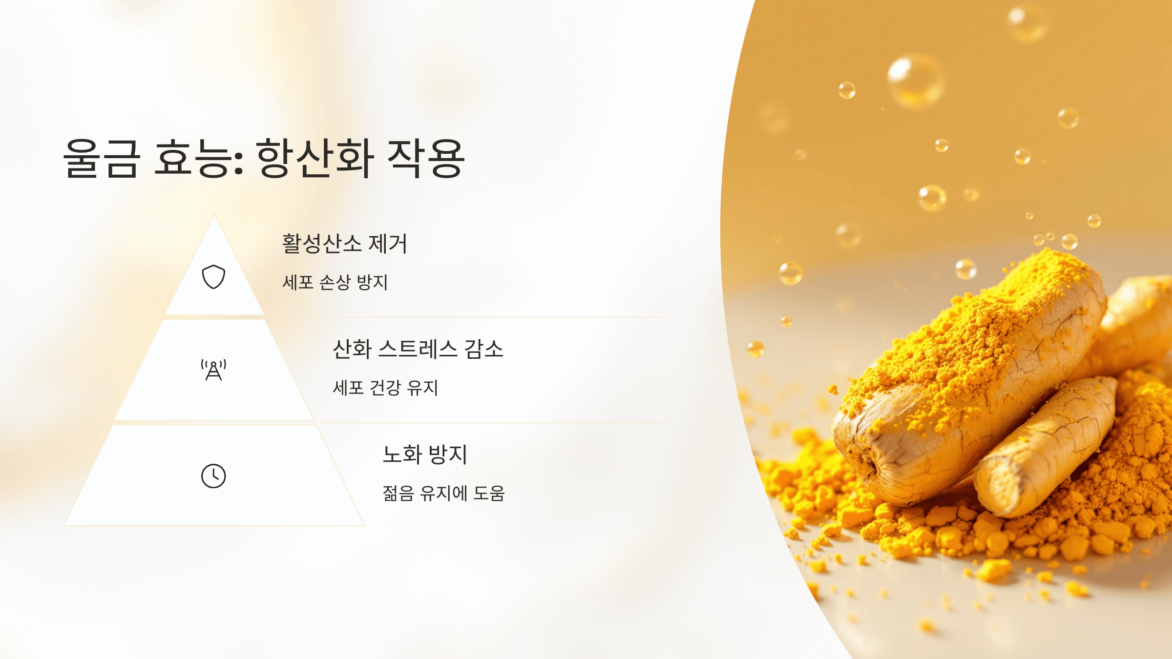 울금 사진입니다.