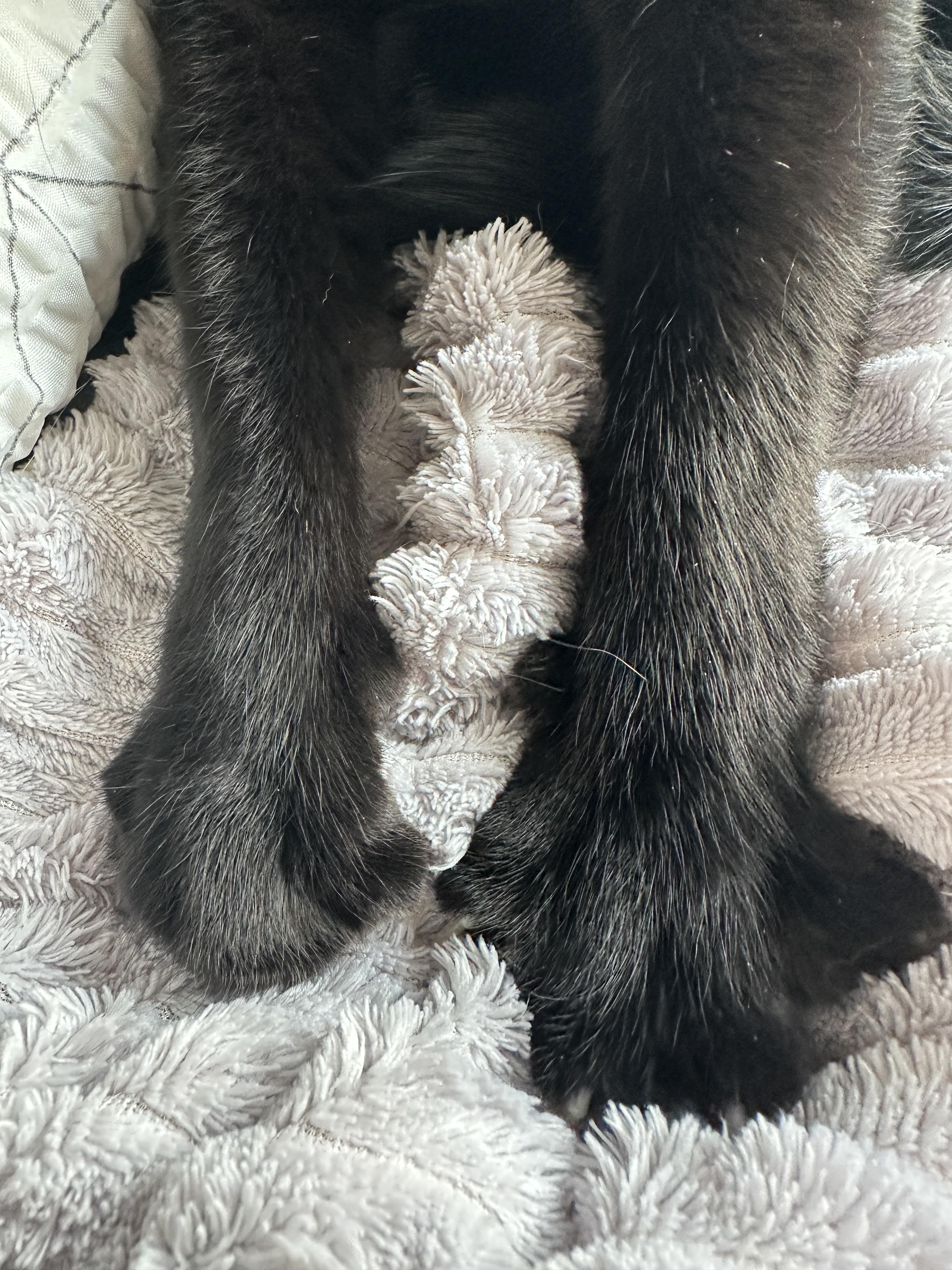 건이의 골골송과 꾹꾹이를 함께 볼수 있는 영상 (feat.고양이가 꾹꾹이를 하는 이유)