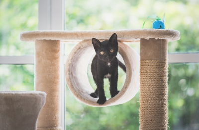 캣타워에 있는 고양이