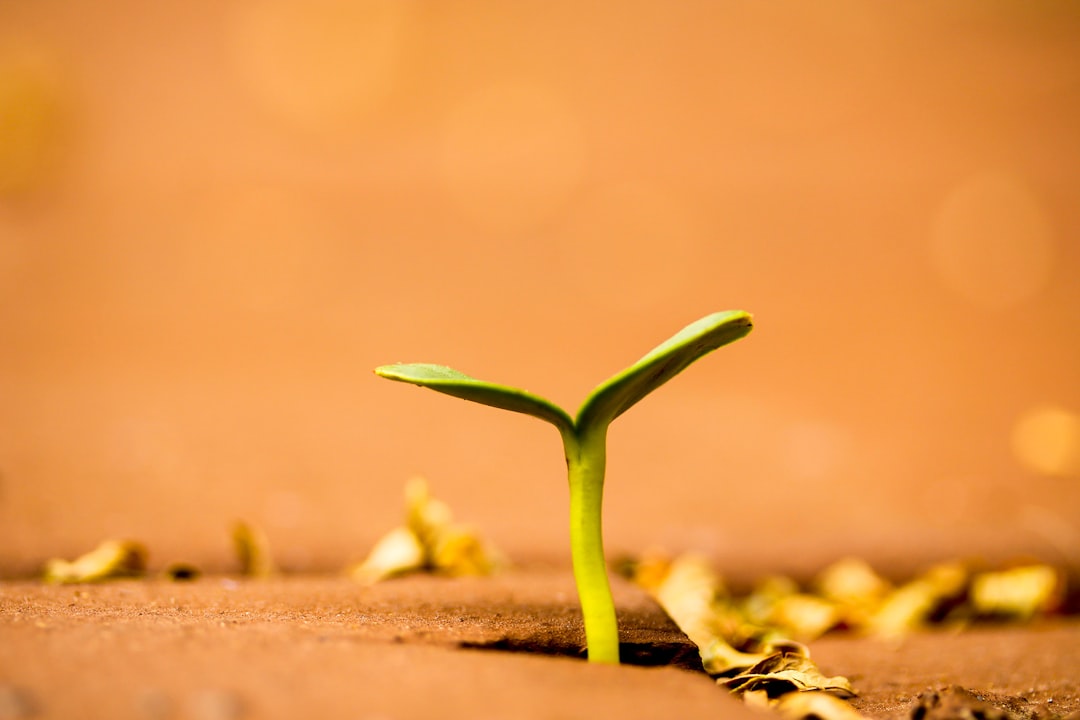 Growth.