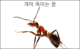 개미 죽이는 꿈