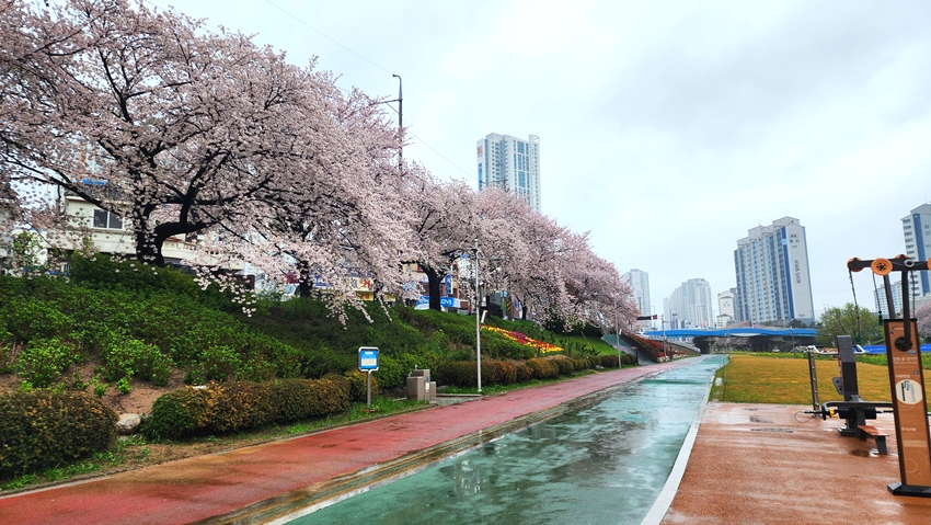 온천천 벚꽃
