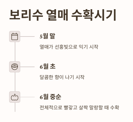 보리수 열매 수확시기
