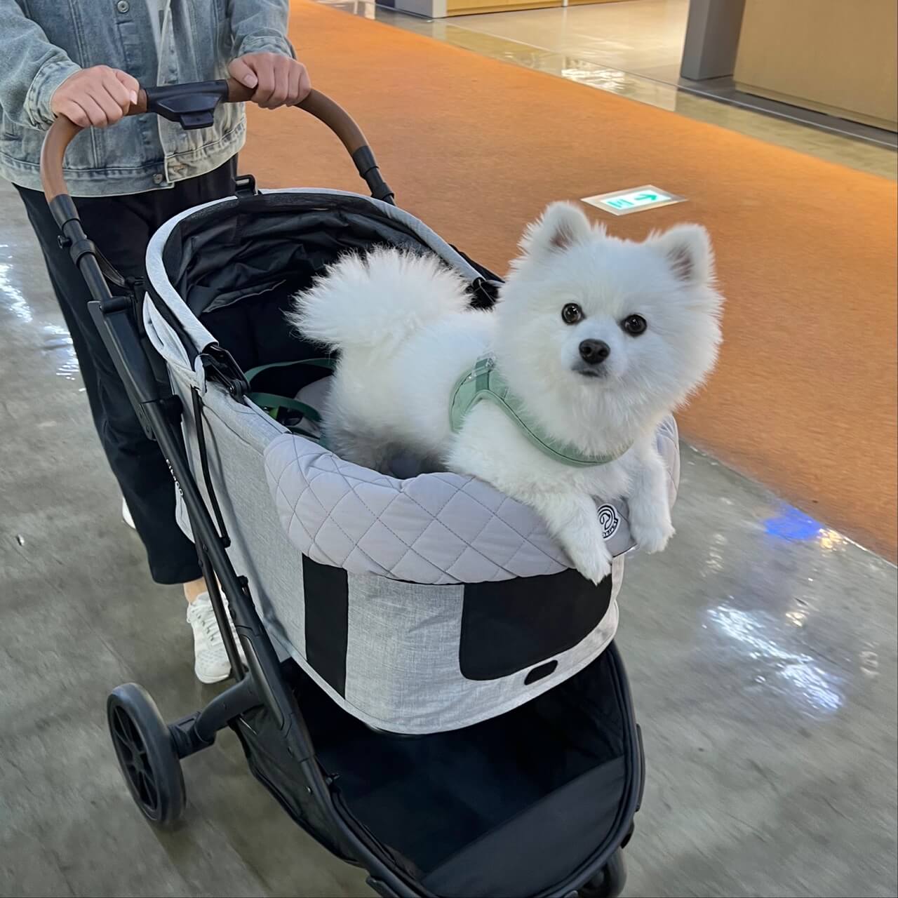 애견동반-쇼핑몰