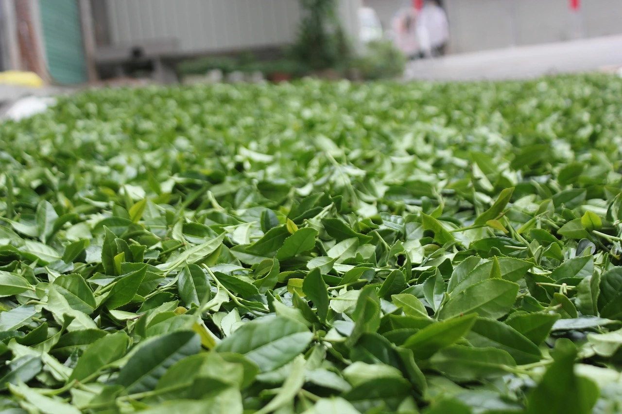 고혈압에 좋은 차