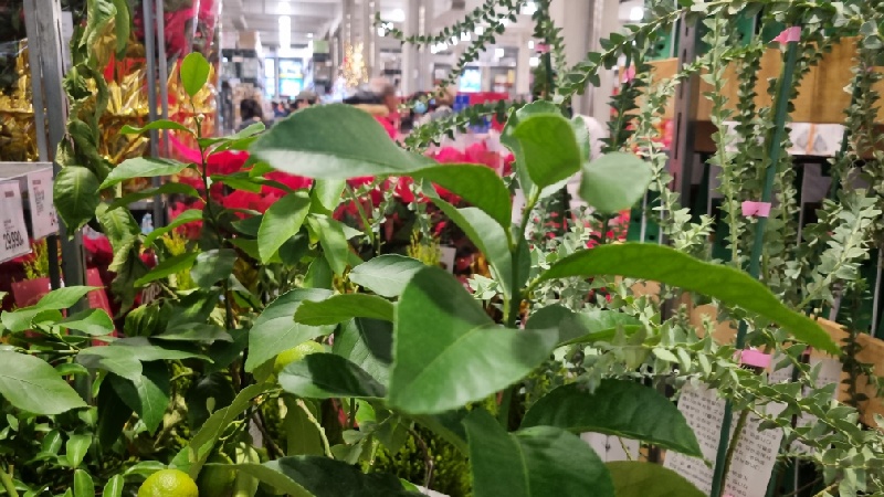 레몬씨앗-화분선택