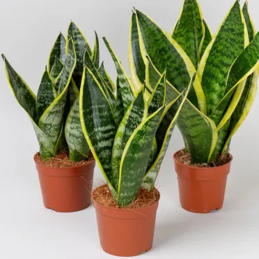 "산세베리아