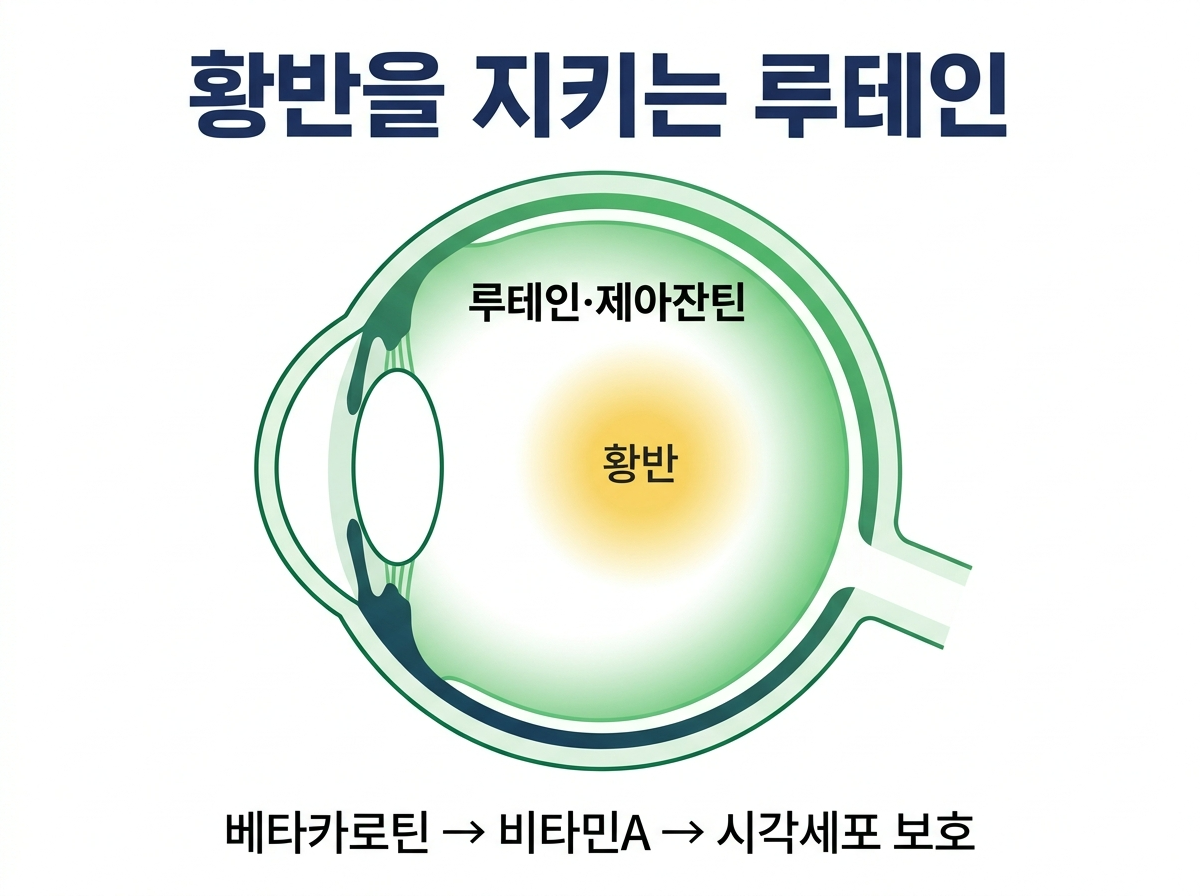 루테인 황반 보호 눈 건강 베타카로틴