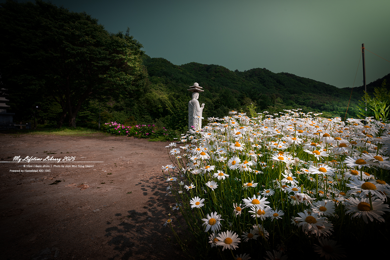 #꽃 #여름 #사찰 #괴산 #불상 #샤스타데이지 #불교