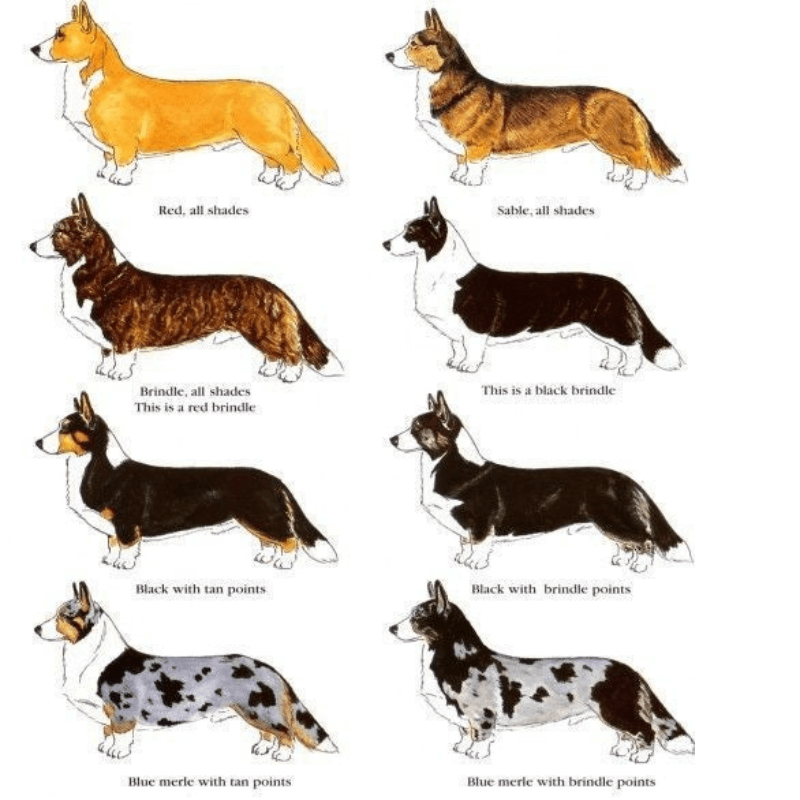 카디건 웰시코기 털 색상