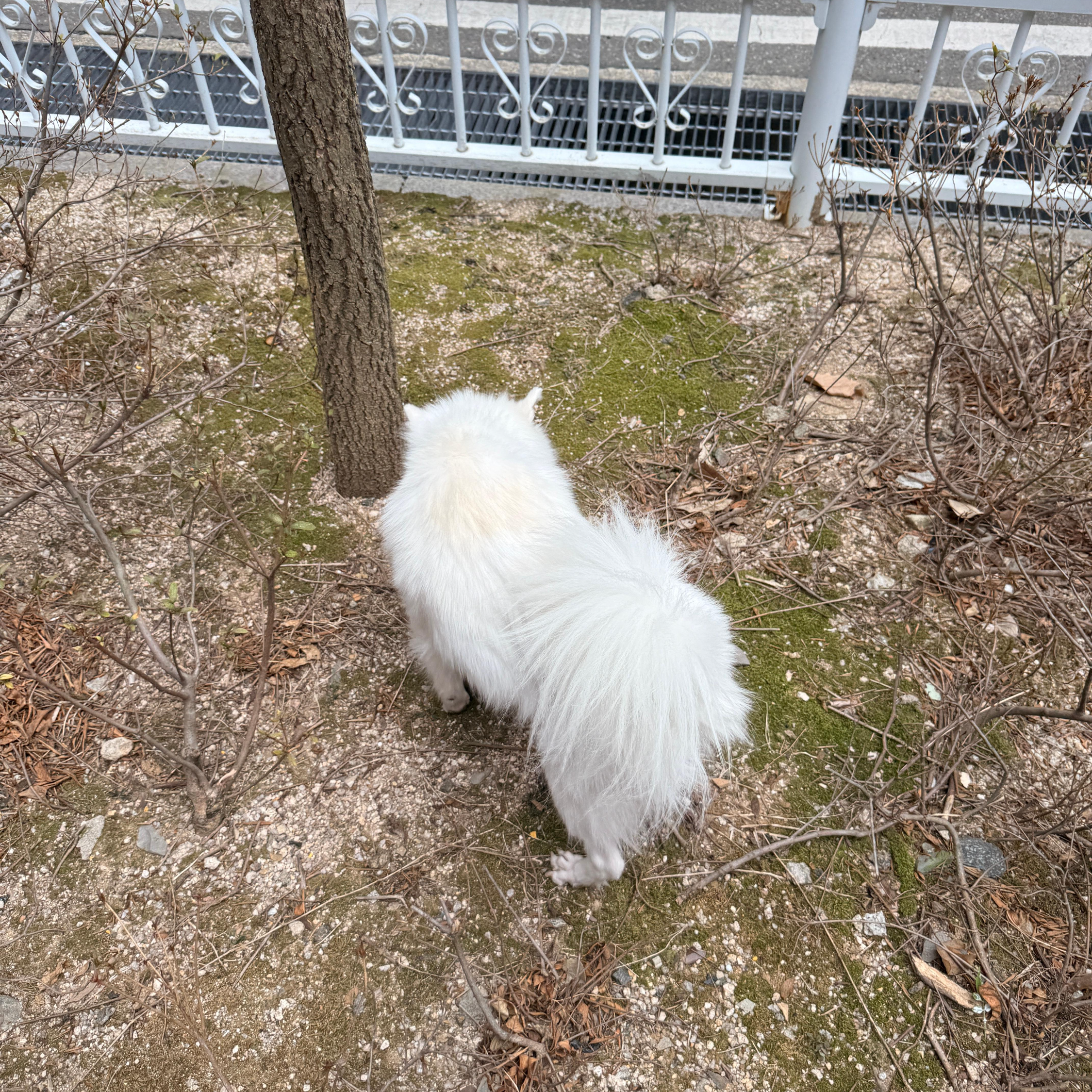 강아지 산책