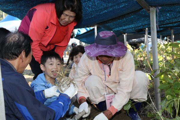 인삼 캐기 체험