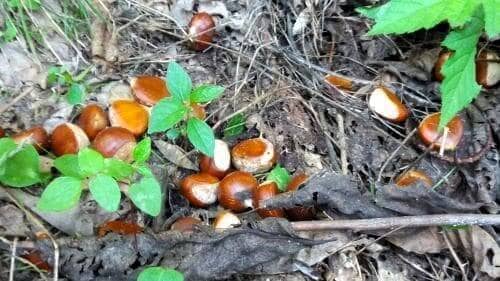 밤나무-밤-병충해-방제방법-방제시기-농약시기-약제-치는시기-소독시기