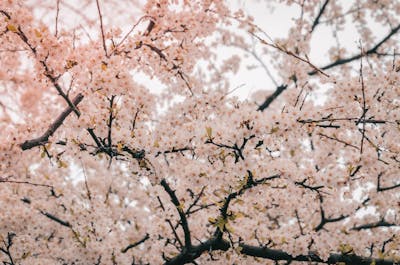 벚꽃 축제 안내