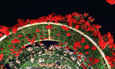 곡성 장미축제 기간&amp;#44; 입장료&amp;#44; 초대가수