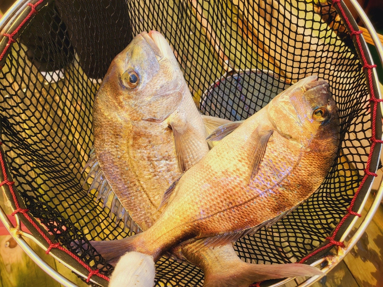 서해가볼만한곳 당진 서산 고려호 좌대 낚시 쇼핑몰 낚시대 없이 이용 가능 아이와가볼만한곳 충남가볼만한곳 아이랑갈만한곳 이색데이트 대한민국구석구석 물때표