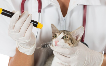 고양이의 눈 검사.