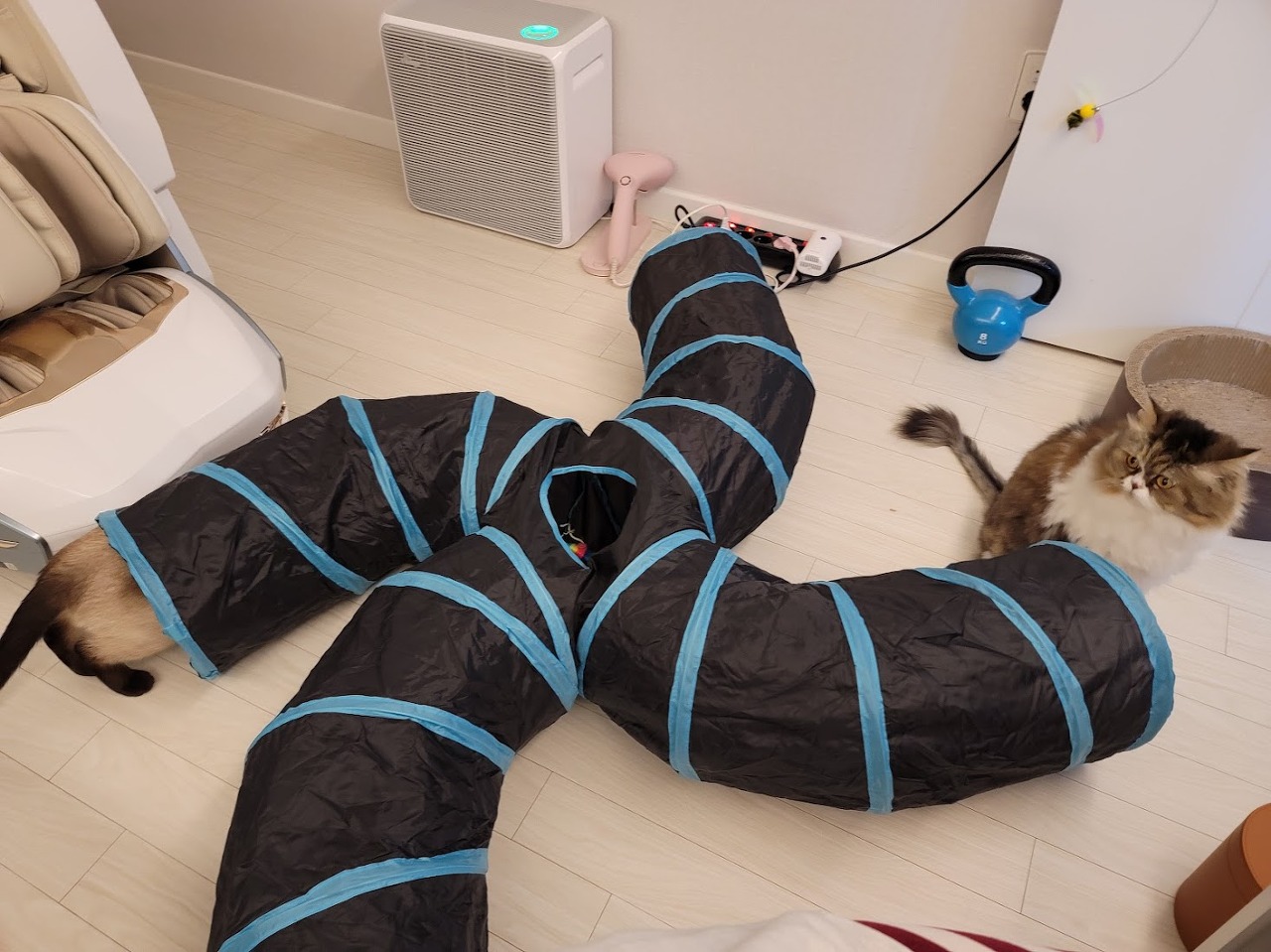 고양이 터널에서 새끼 샴고양이와 성묘 페르시안