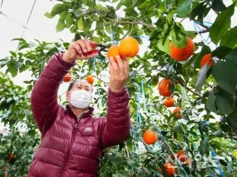 황금향 재배 개화기 관리 수분 수정 과실 비대_8